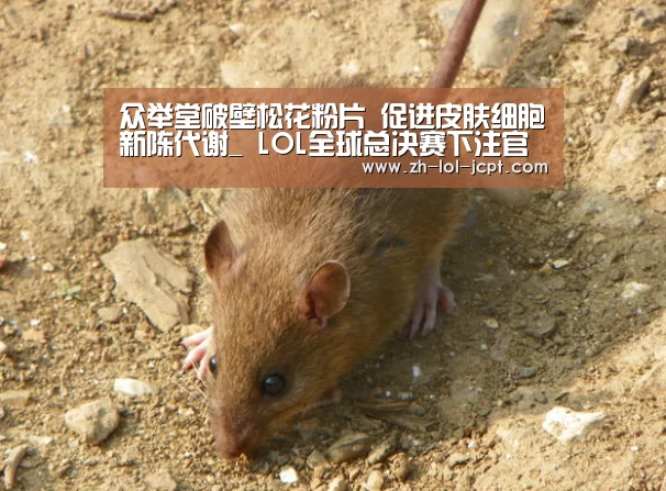 众举堂破壁松花粉片 促进皮肤细胞新陈代谢_ LOL全球总决赛下注官方网站(图2) LOL全球总决赛下注官方网站